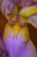 /album/fleurs-dun-jardin-2015/dsc-5244-copie-jpg/